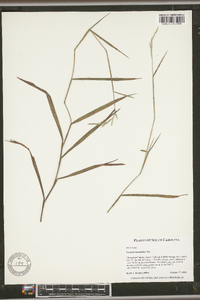 Leersia hexandra image