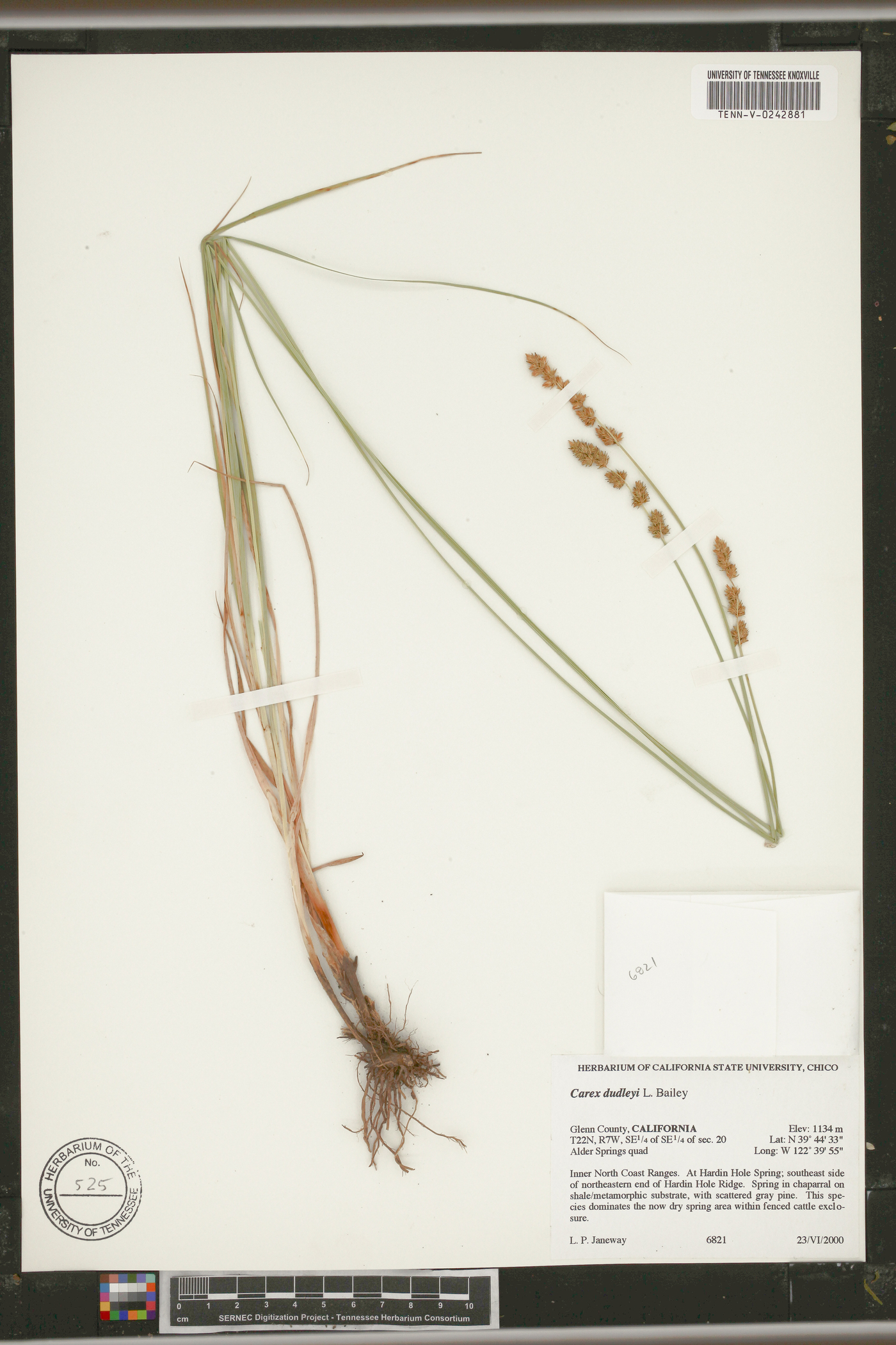 Carex dudleyi image