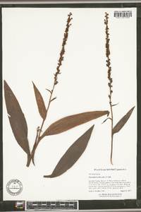 Platanthera flava image