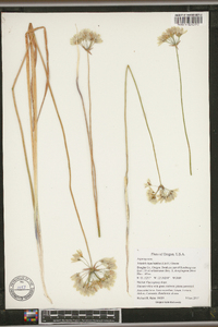 Triteleia hyacinthina image