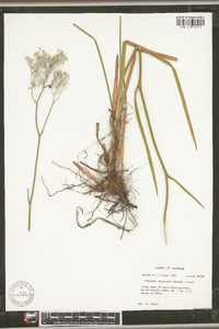 Lophiola americana image