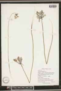 Triteleia grandiflora image