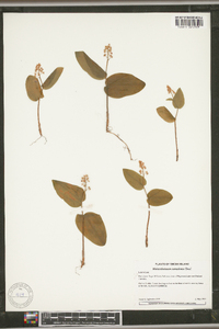 Maianthemum canadense image