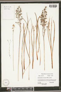 Schoenolirion croceum image