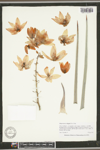 Hesperoyucca whipplei image