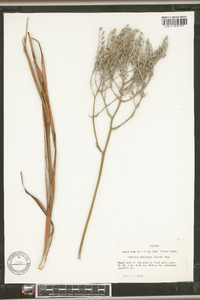Lophiola americana image
