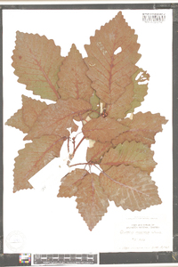 Quercus montana image