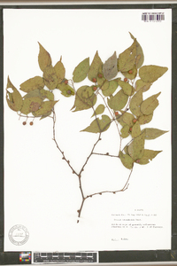 Celtis tenuifolia image