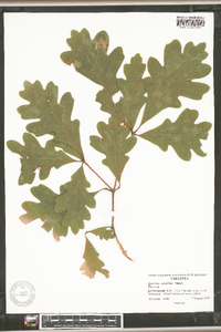 Quercus austrina image