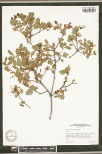 Quercus berberidifolia image