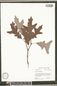 Quercus lyrata image