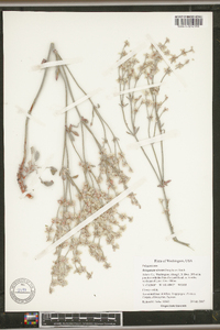 Eriogonum niveum image