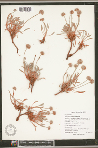 Eriogonum pauciflorum image