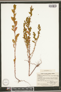 Polygonum erectum image