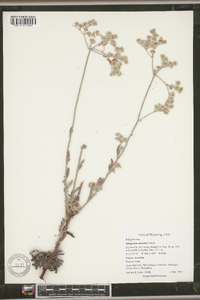 Eriogonum annuum image