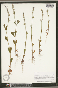 Silene gallica image