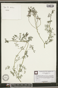 Fumaria officinalis image