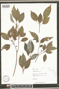 Cinnamomum camphora image