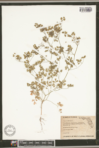 Fumaria officinalis image