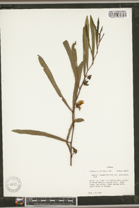 Asimina longifolia image