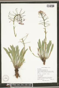 Phoenicaulis cheiranthoides image