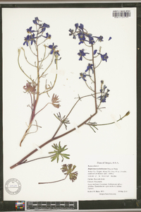 Delphinium nuttallianum image