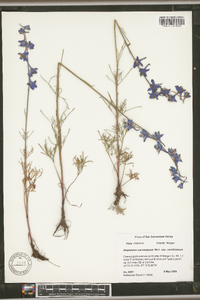 Delphinium carolinianum image