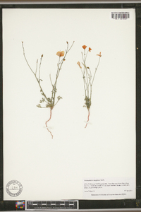 Eschscholzia caespitosa image