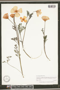 Eschscholzia californica image