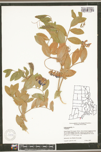 Lathyrus palustris image