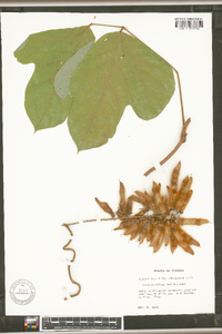 Pueraria montana image