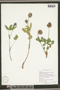 Trifolium eriocephalum subsp. arcuatum image