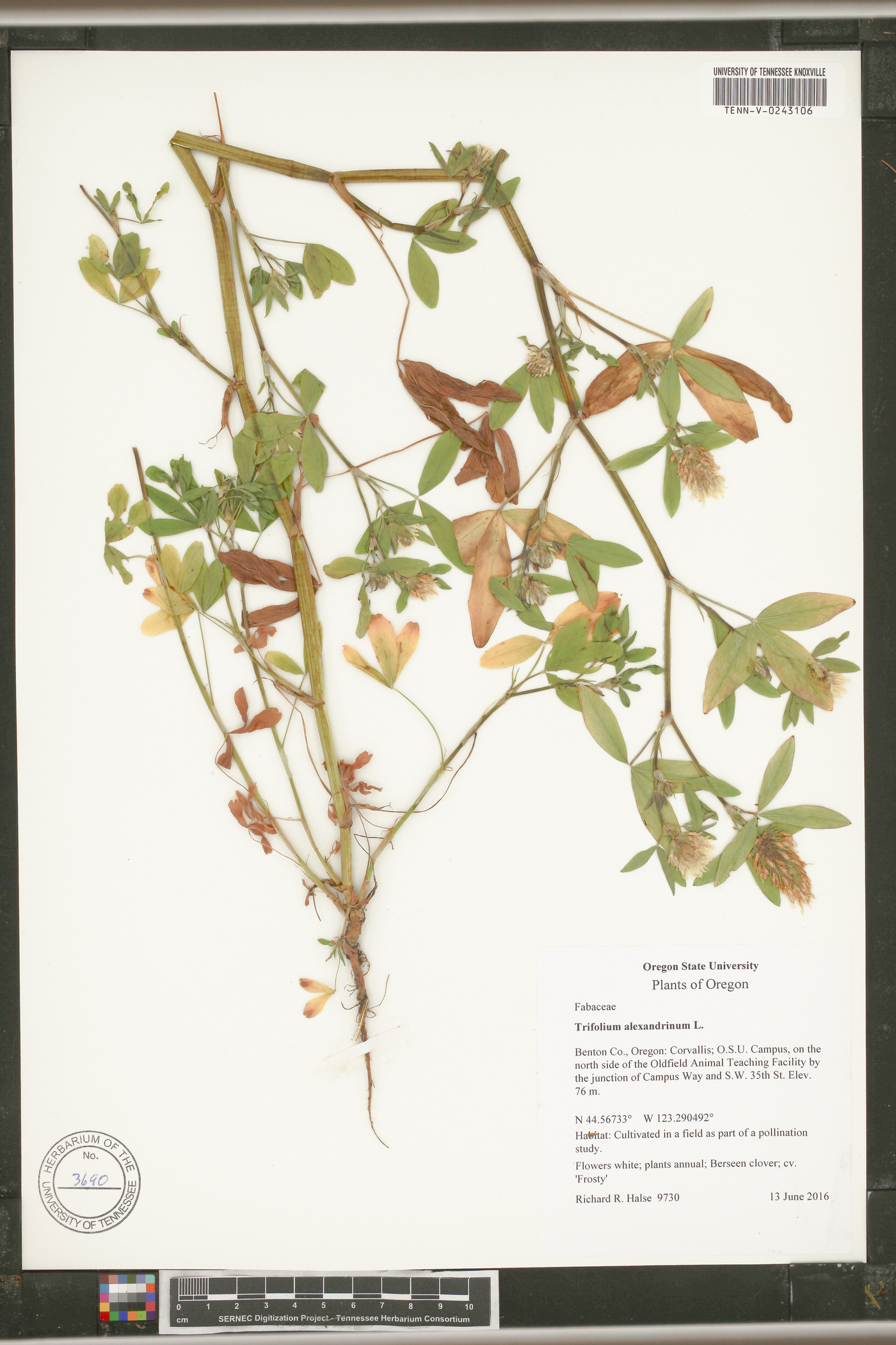 Trifolium alexandrinum image