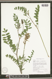 Astragalus canadensis image