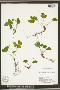 Oxalis oregana image