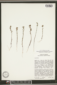 Euphorbia austrotexana var. austrotexana image
