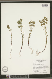 Euphorbia longicruris image