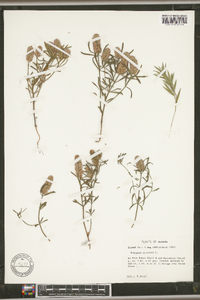 Polygala cruciata image