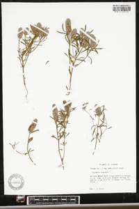 Polygala cruciata image