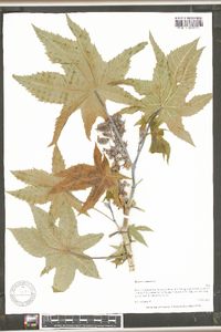 Ricinus communis image