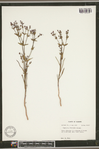 Euphorbia floridana image