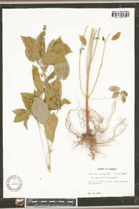 Acalypha ostryifolia image