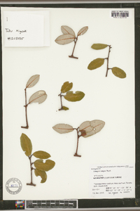 Elaeagnus pungens image