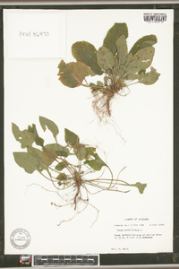 Viola primulifolia image