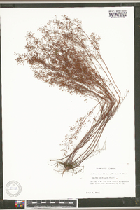 Lechea racemulosa image