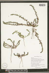 Lythrum tribracteatum image