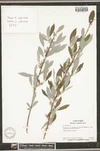 Elaeagnus umbellata image