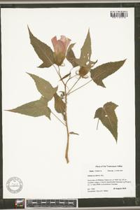 Hibiscus laevis image