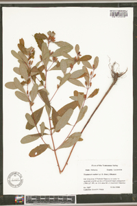 Triadenum walteri image