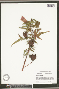 Hibiscus laevis image